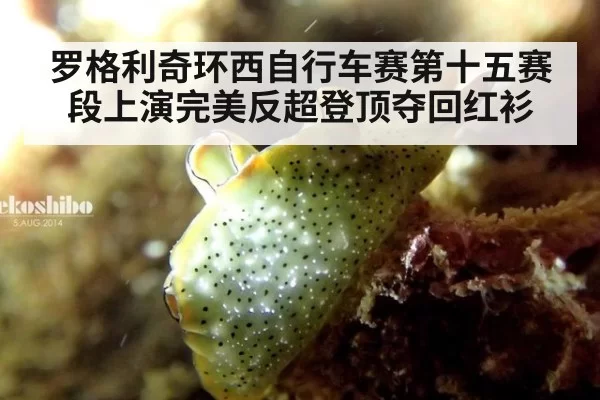 罗格利奇环西自行车赛第十五赛段上演完美反超登顶夺回红衫
